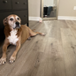 Spring Tech Junction Valley Luxury Vinyl Plank Flooring installed in a bedroom with a dog laying down on sale at low, wholesale prices at springtechvinyl.com