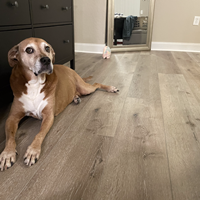 Spring Tech Junction Valley Luxury Vinyl Plank Flooring installed in a bedroom with a dog laying down on sale at low, wholesale prices at springtechvinyl.com